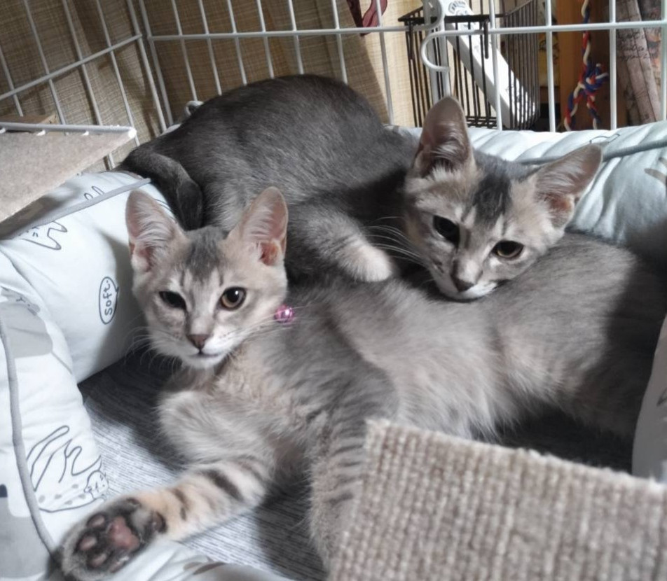 可愛いグレーの子猫兄妹