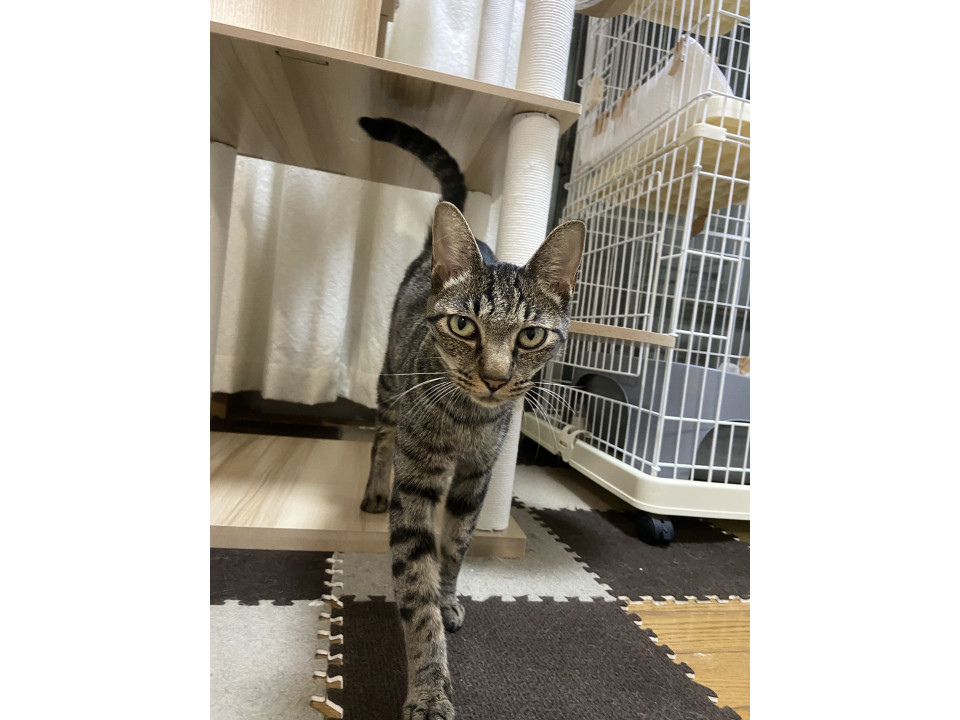 キャリア猫の理解がある方