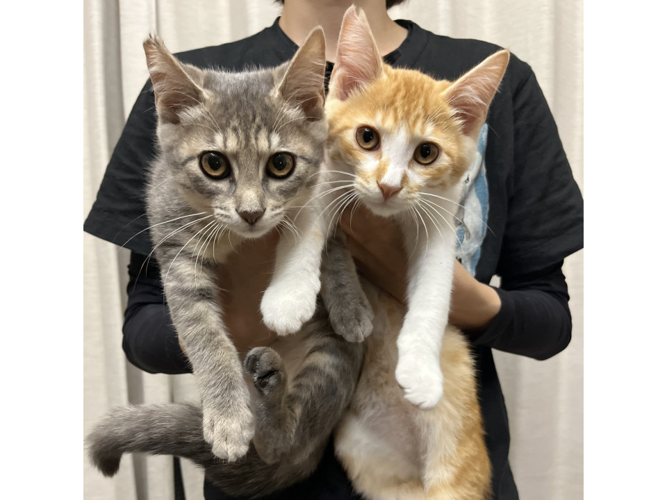 グレー・茶白の仲良し兄妹♡ペアで募集中