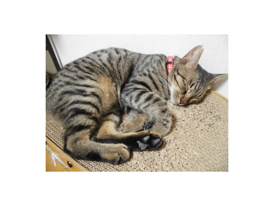 甘えん坊のキジ猫です