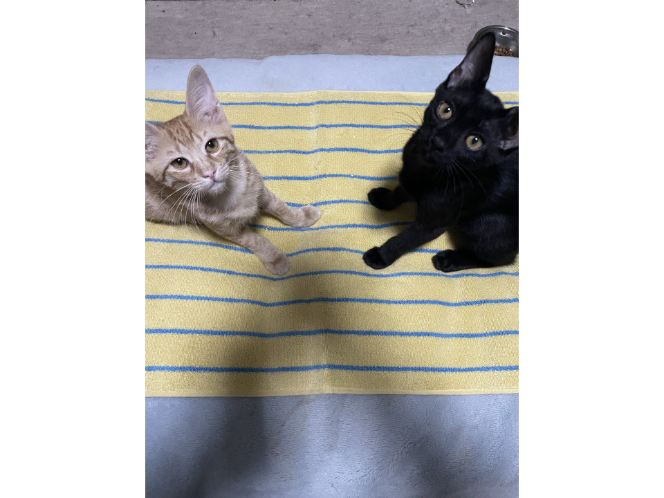 ?かわいい茶トラと黒猫のお友達2匹?