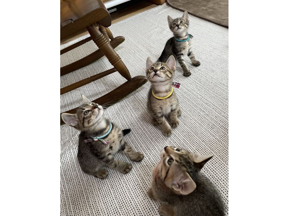 6月生まれの４ニャンズ