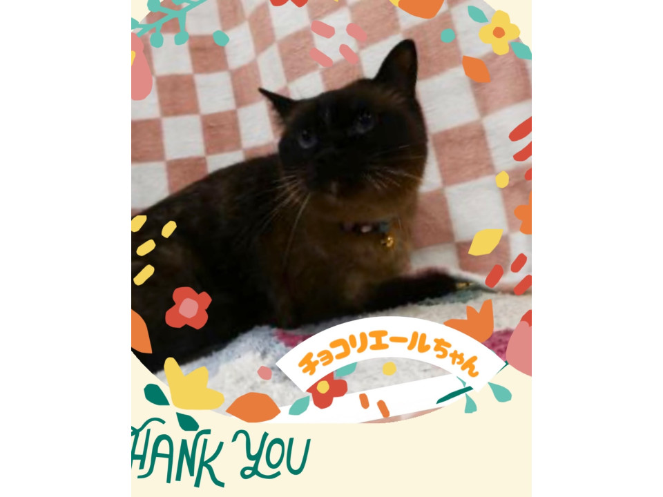青い瞳が魅力的♡甘えんぼうシャムミックス