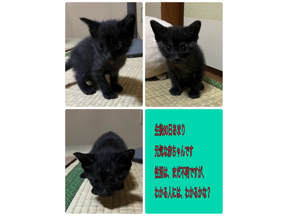 生後30日赤ちゃん猫3匹