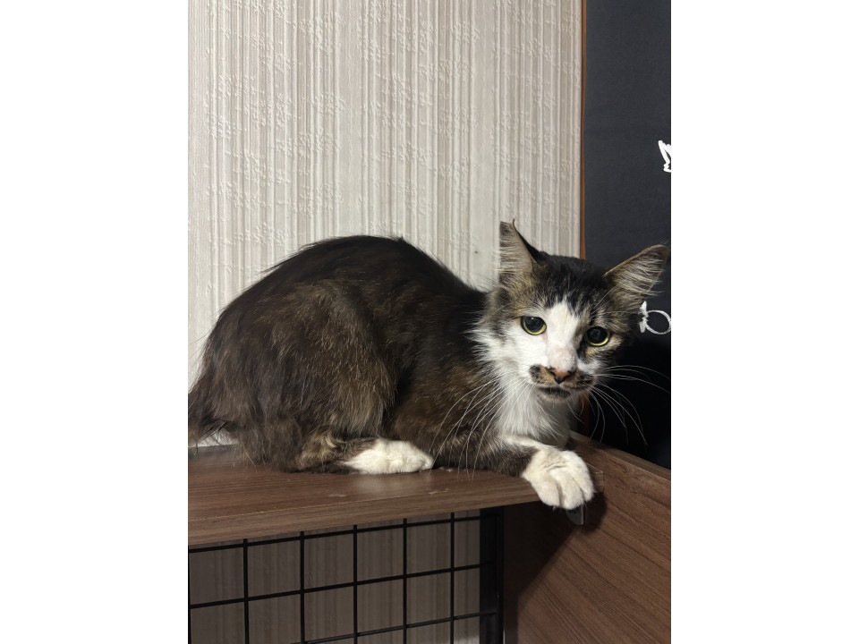 モフモフの元気な雄猫