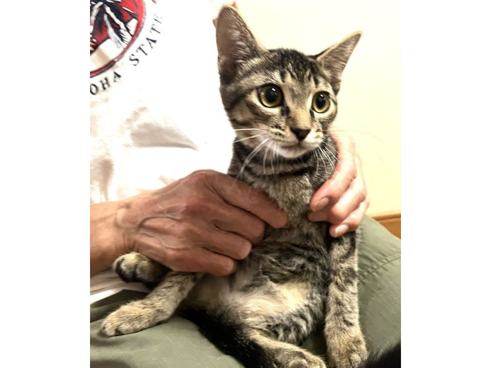 そっくりきじねこさん１