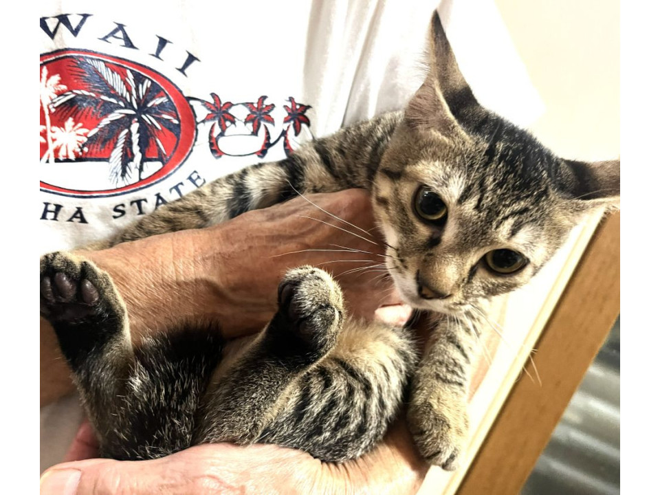 そっくりきじねこさん2