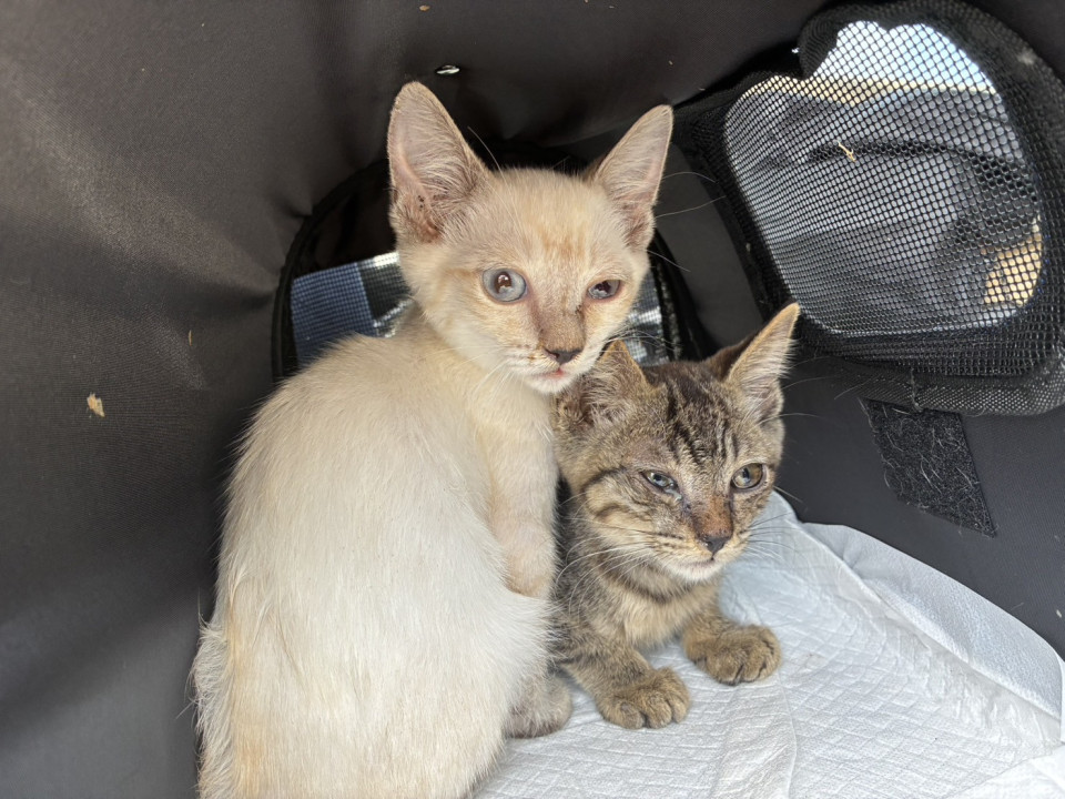 生後2ヶ月子猫　2匹ともオスです！