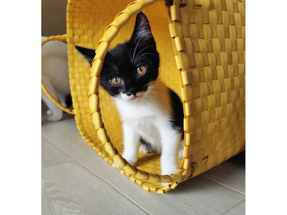 面白くて陽キャな子猫＊ミンミン