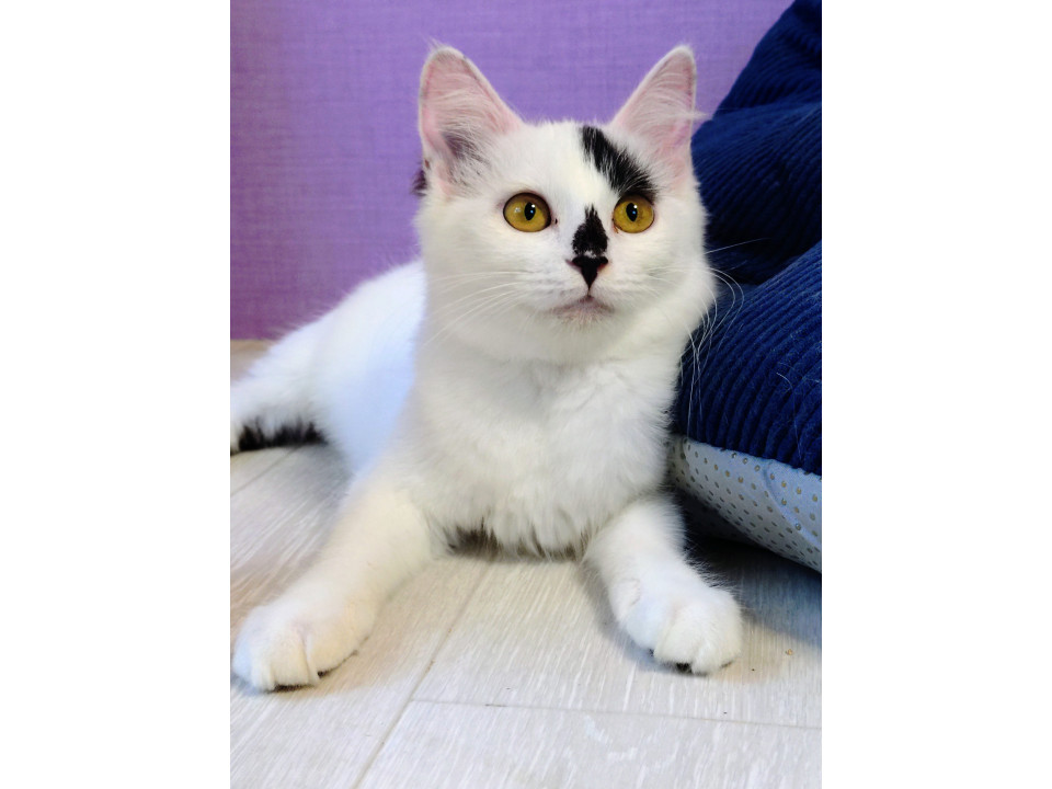 ふわふわ半長毛3兄妹のパピコ