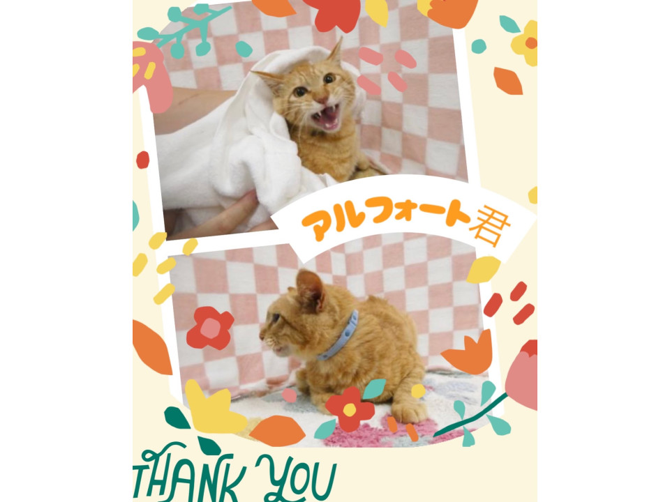 かわいい声のあまえんぼう♡アルフォート君