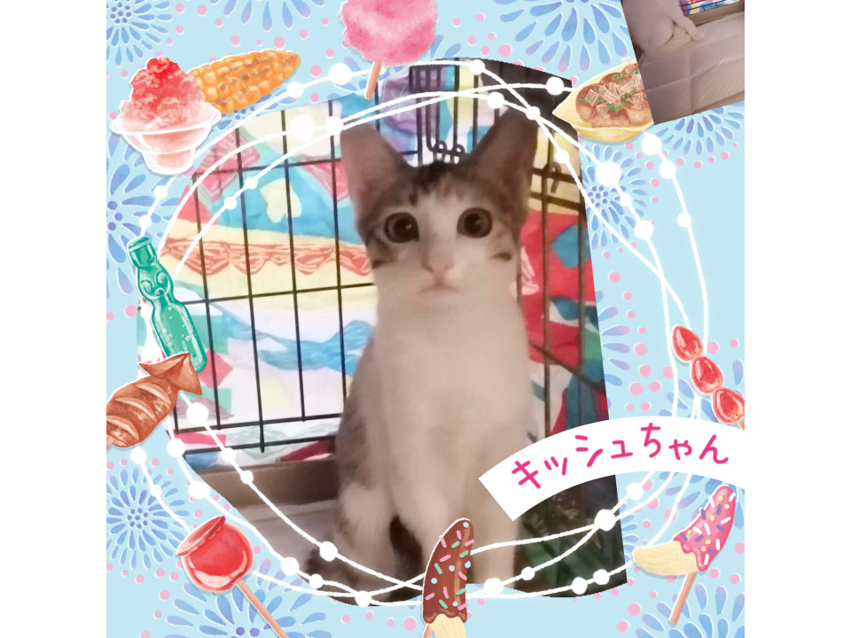 人懐っこくかわいい♡キッシユちゃん
