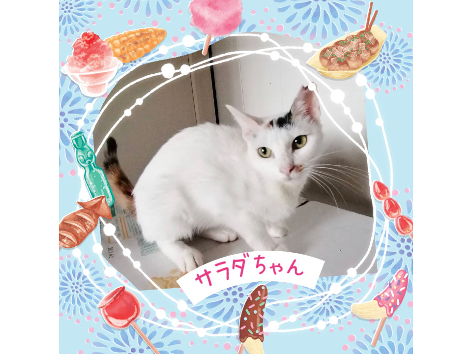 寂しがりやで人懐っこい♡サラダちゃん