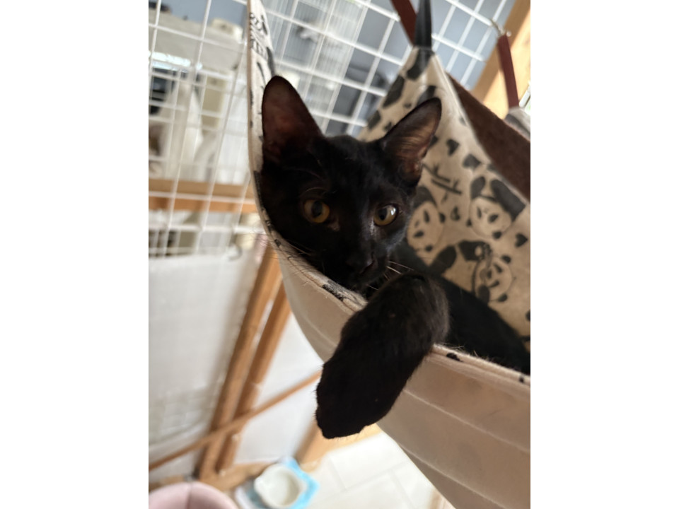 左前足ハンデ、ベタ慣れの黒猫さん