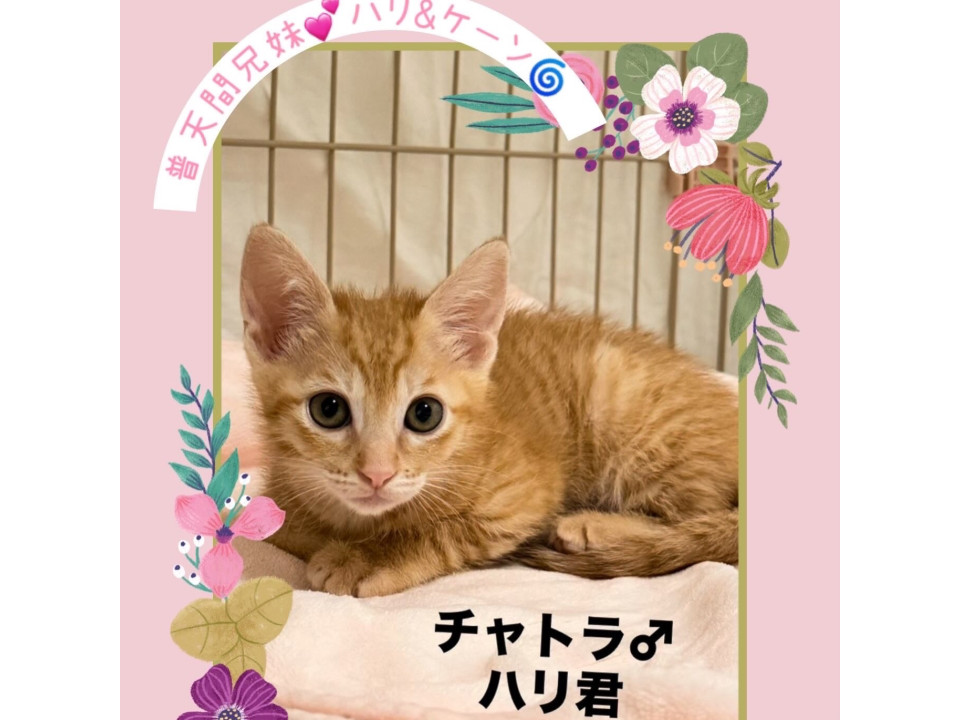 お目目くりくり♡ハリ君