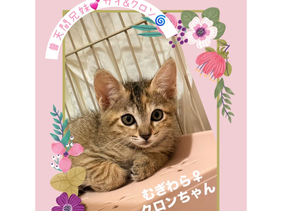 麦わらキジトラが素敵♡クロンちゃん