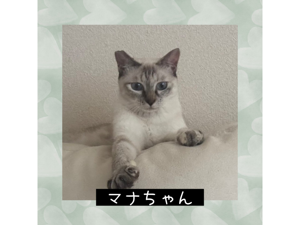 美しいブルーアイ　マナちゃん