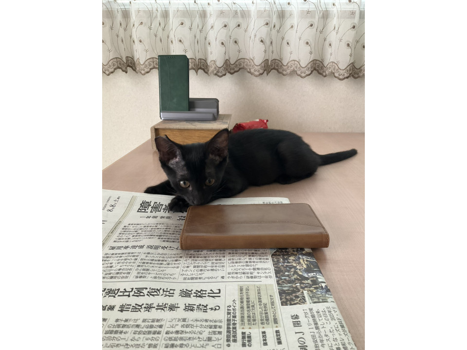 黒猫女の子3.5〜4ヶ月　手術済