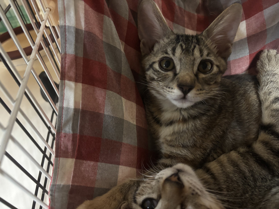 目がクリクリで可愛いキジトラ