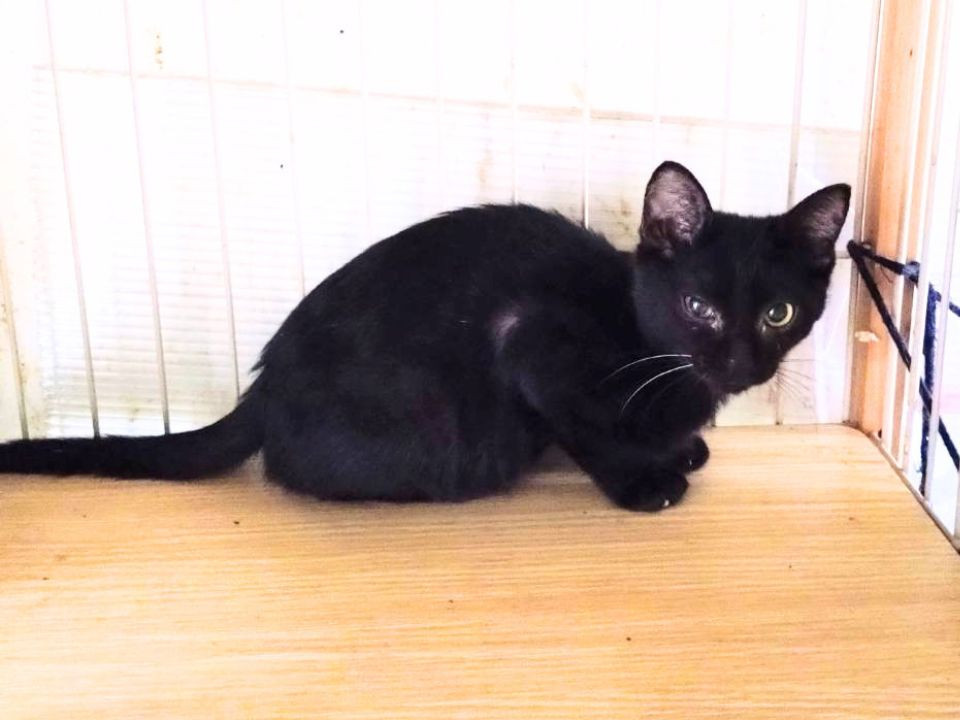 人馴れ◎のウララちゃんです