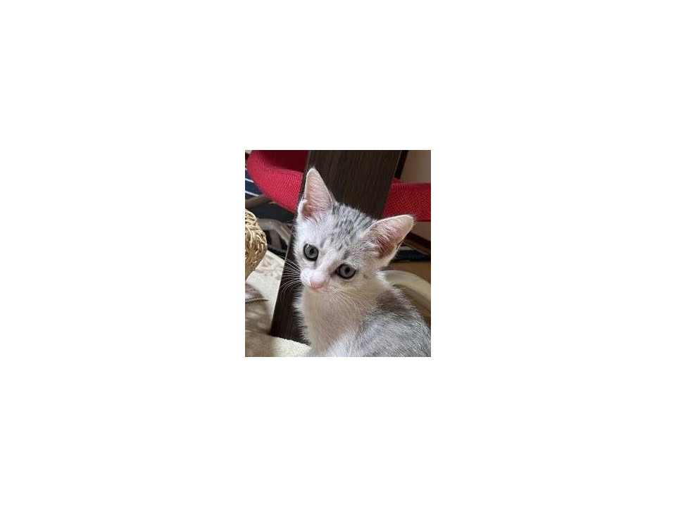マイペース美猫さん