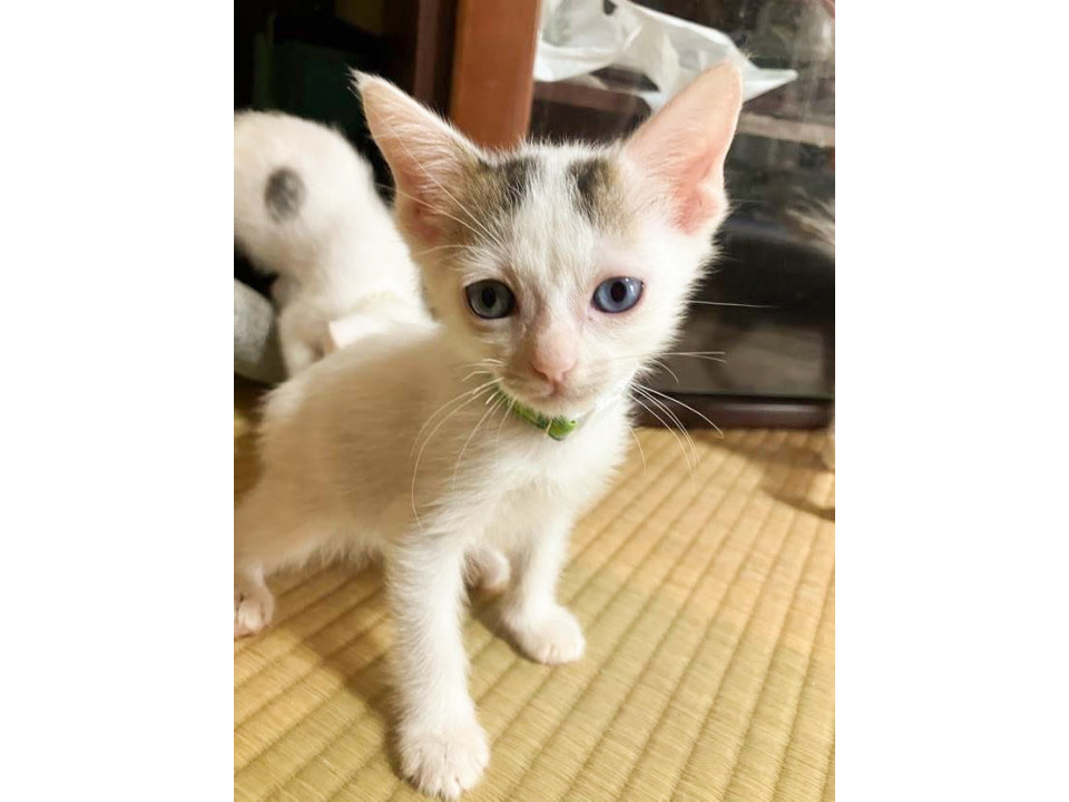 お膝大好き❤超甘えん坊