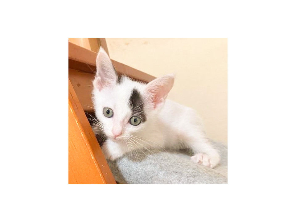 小柄で元気いっぱい美猫さん