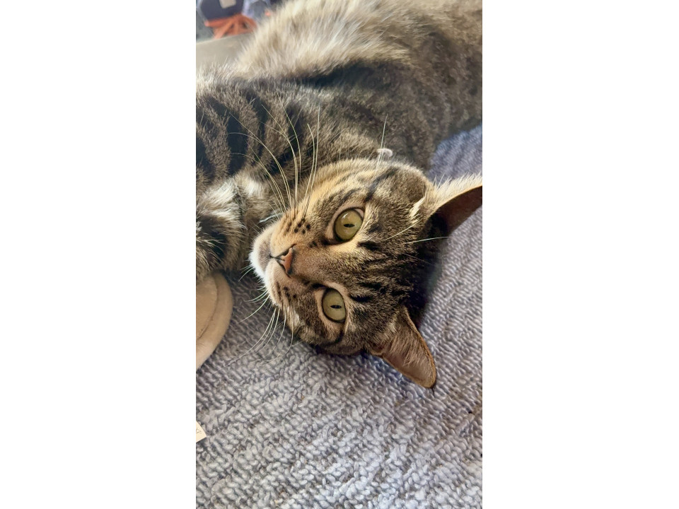 可愛くお茶目なキジトラ猫のトラ吉