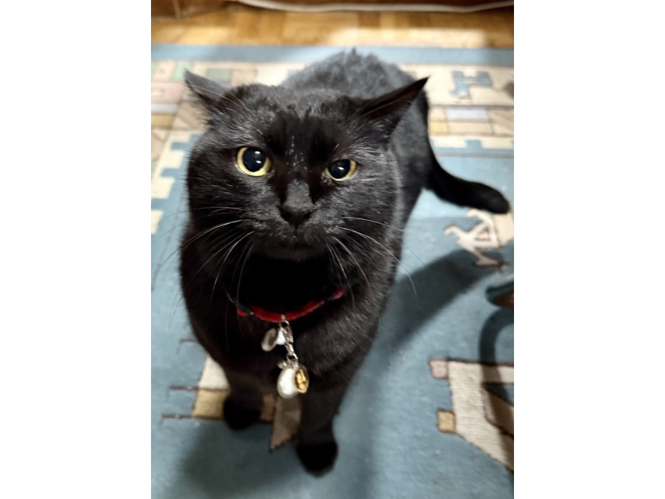 おとなしい黒猫のくろちゃん