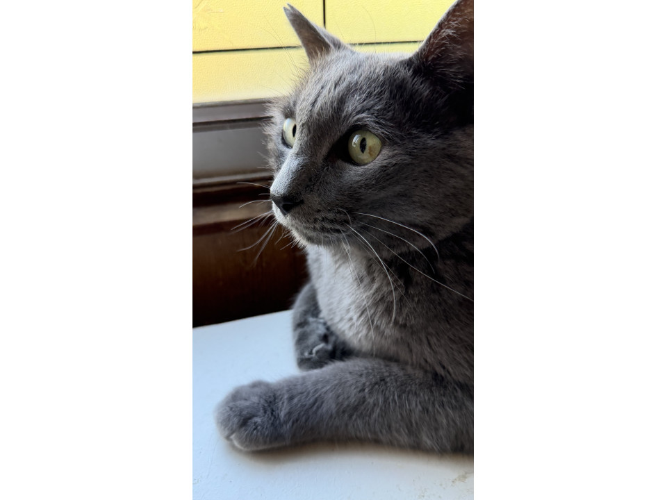 きれいなグレー猫