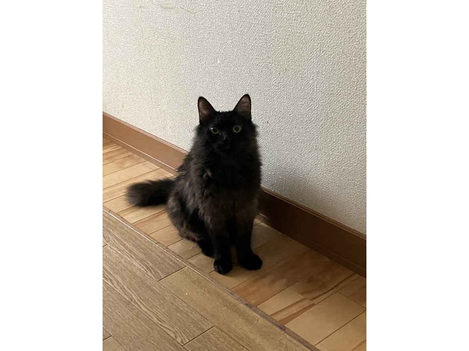 長毛のパンプキンくん