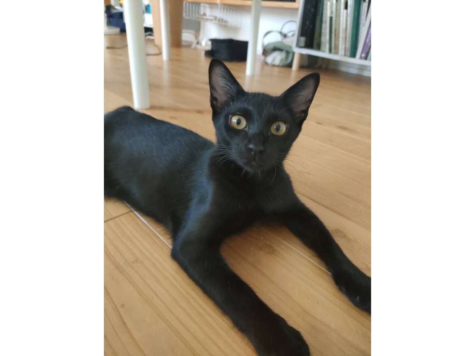 黒猫　ロロくん