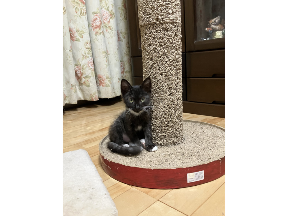 ふわふわ　黒白ポピーちゃん