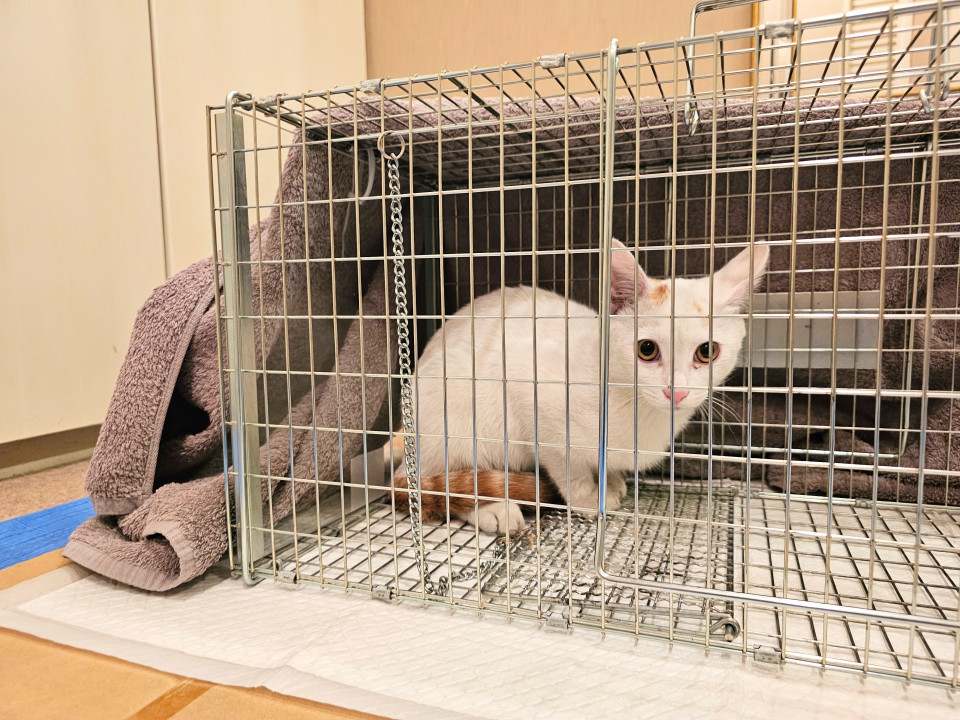 お外に戻すのを迷っています
