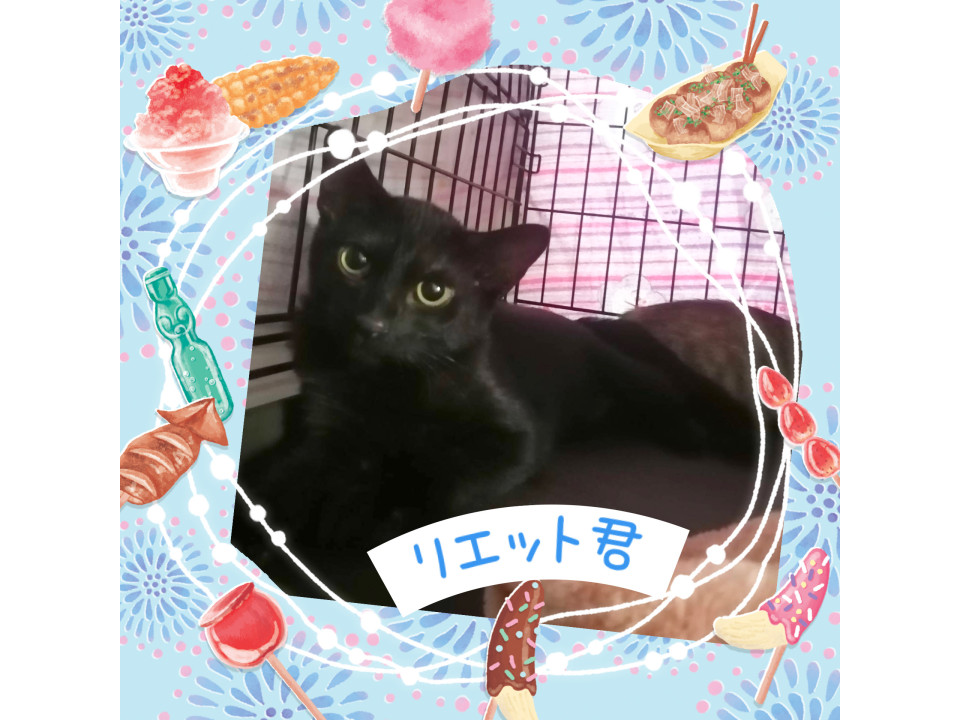可愛らしい黒猫君♡リエット君