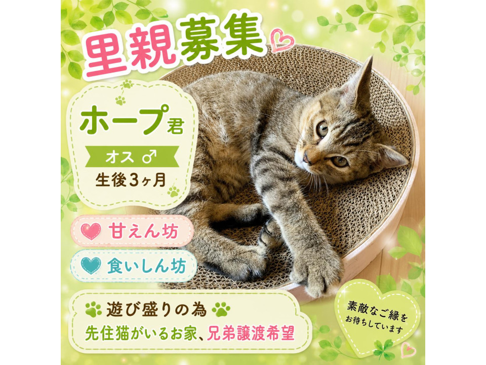 甘えん坊ホープ君　オス3ヶ月　麦わら　