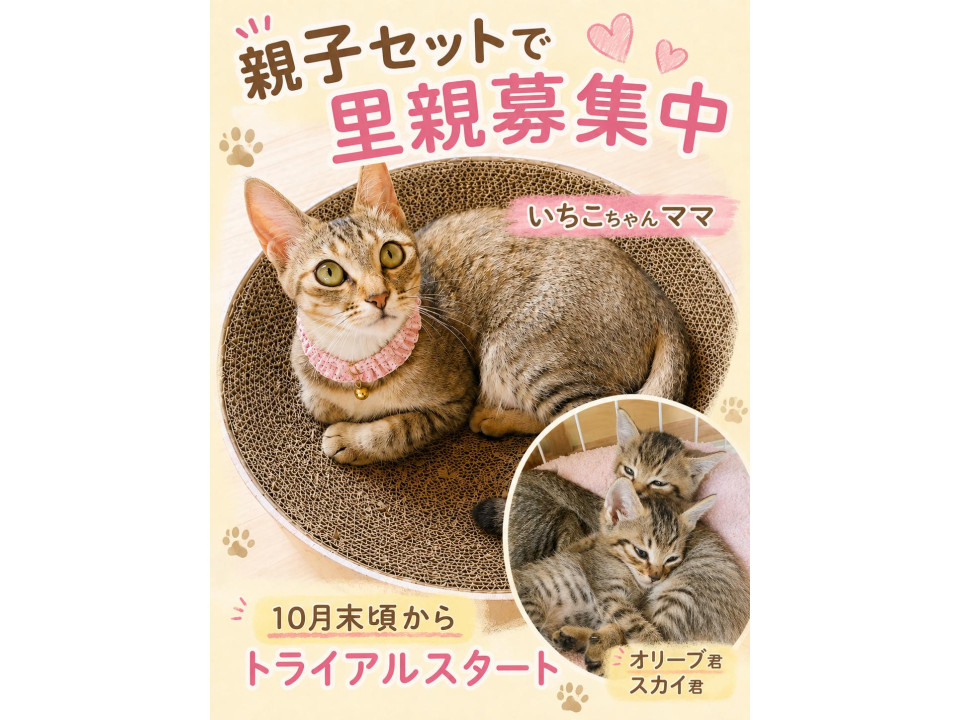 とても穏やか甘えん坊ママ　いちこちゃん　