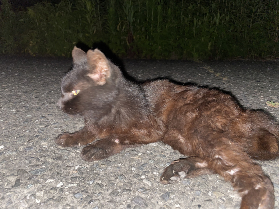 急募！！人懐こい黒猫さん！