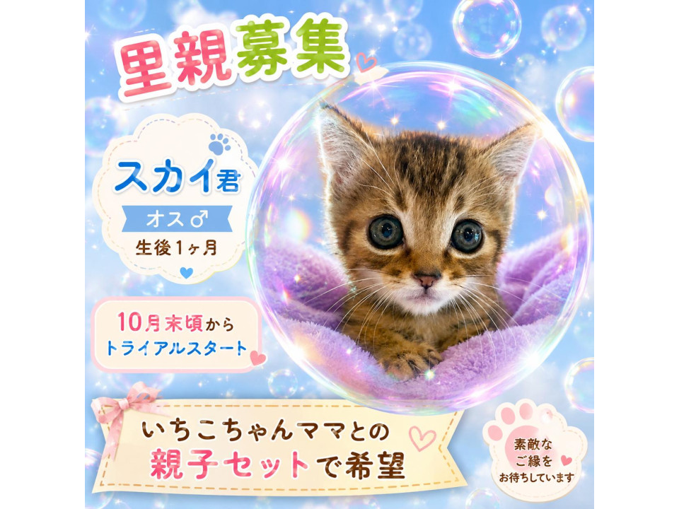 天使の可愛さ　スカイ君　オス　キジ