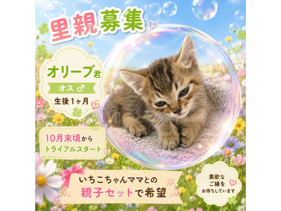 天使の可愛さ　オリーブ君　オス　キジ　
