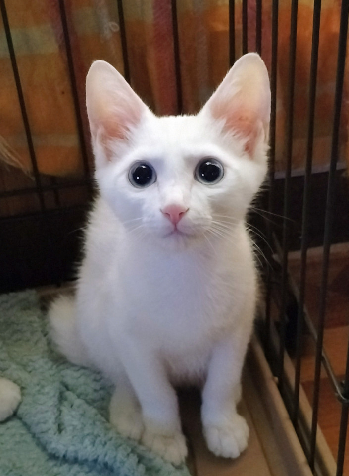 兄弟一緒に♡ブルー&オッドアイ白猫ペア