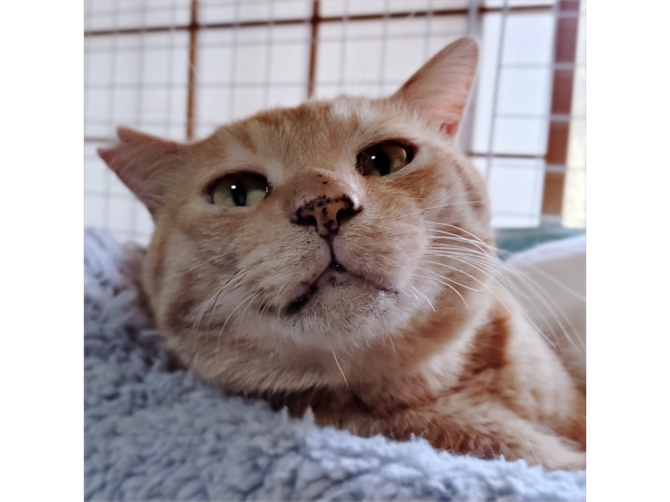 甘々の甘えん坊❤️茶トラの甘太郎