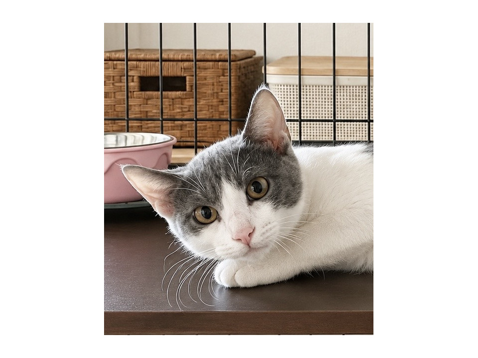 グレー白　ちょっとビビリな子猫
