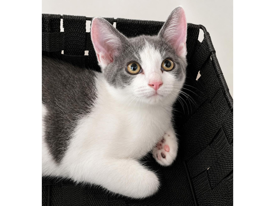 穏やかな甘えん坊　グレー白子猫