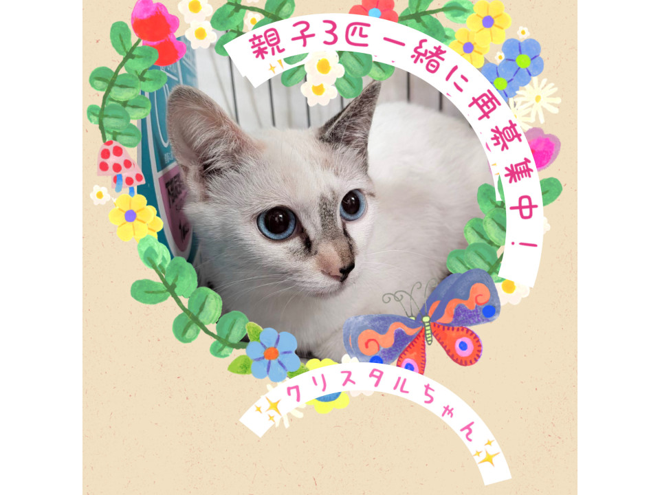 青い瞳の美猫ちゃん♡クリスタルちゃん