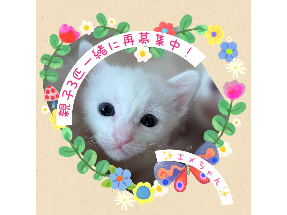 ちいちゃくて可愛らしい♡エメちゃん