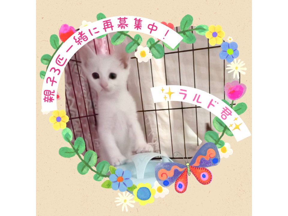 泣き虫でかわいい♡ラルド君