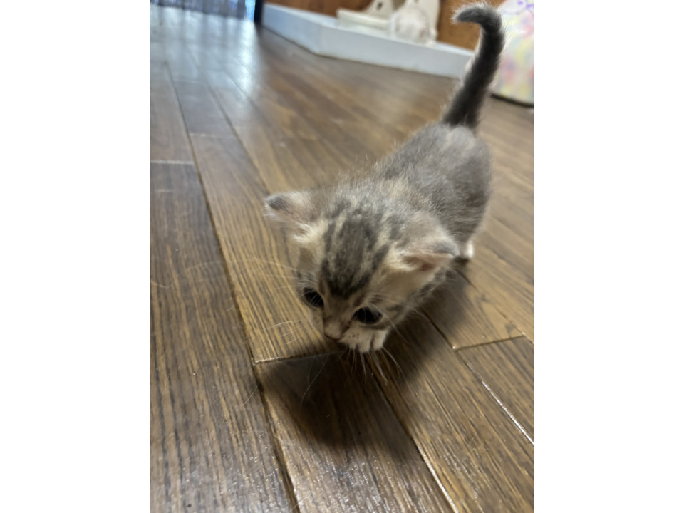 かわいいMIX猫