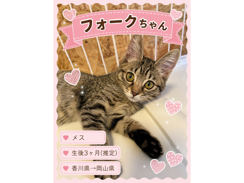 フォークちゃん（子猫、3カ月、女の子）