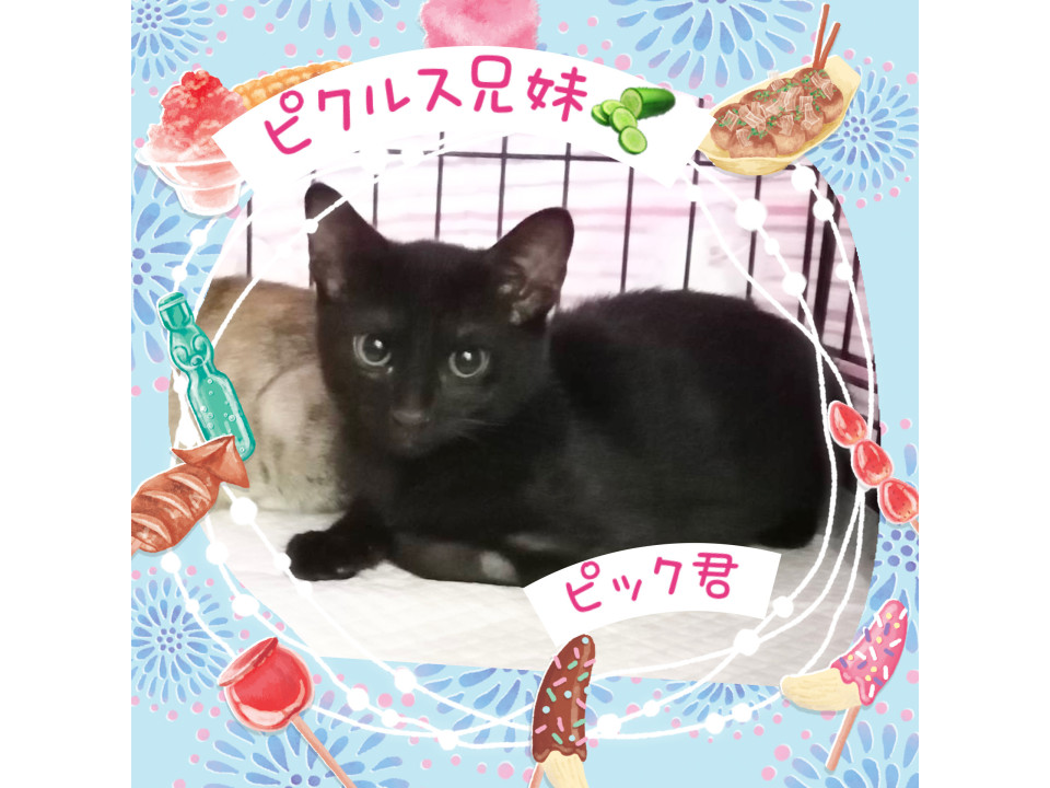 人懐っこくかわいい♡キッシユちゃん